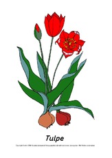 Frühlingsblüher-Tafelkarten-Tulpe.pdf